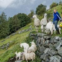 Lenkje til artikkel: Søknad om regionalt miljøtilskot og organisert beitebruk 2026